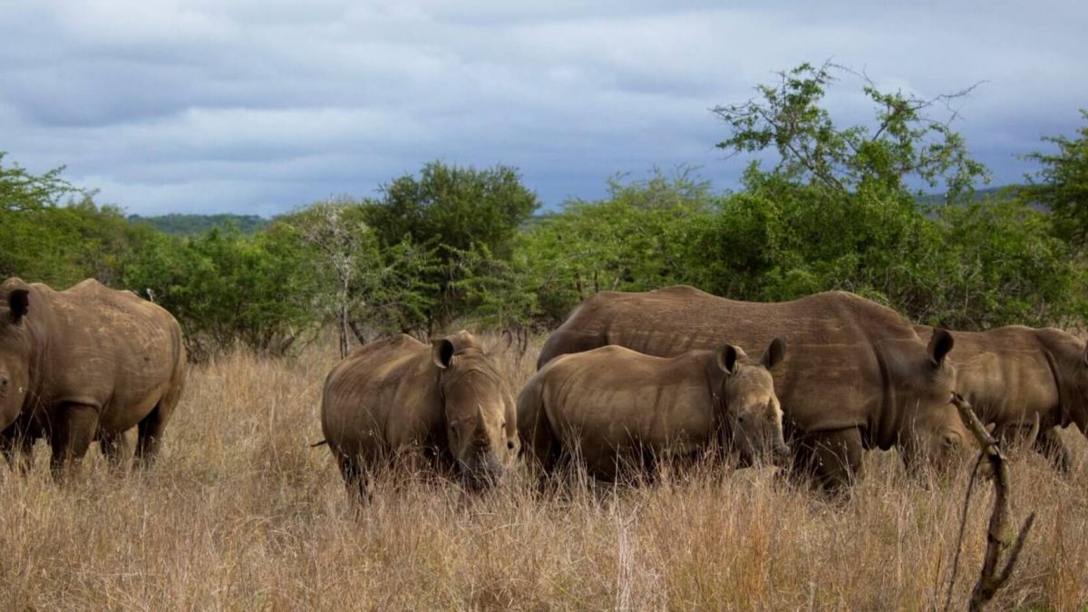 Manyoni Private Game Reserve Banner