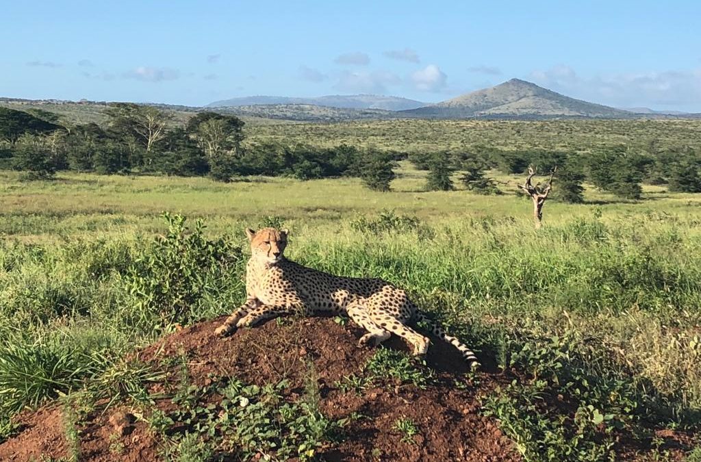 Lone Cheetah spotted at Phinda Mountain Lodge