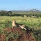Lone Cheetah spotted at Phinda Mountain Lodge