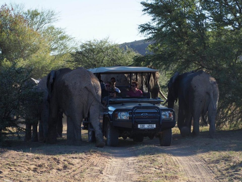 Elephants at Sanbona Wildlife Reserve